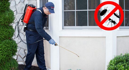 Küre Böcek İlaçlama böcek ilaçlama ve haşere kontrolü — ilaclama-tr.com